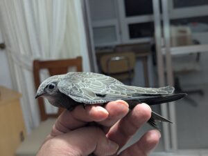 Pallid Swift