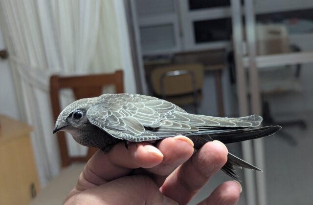 Pallid Swift