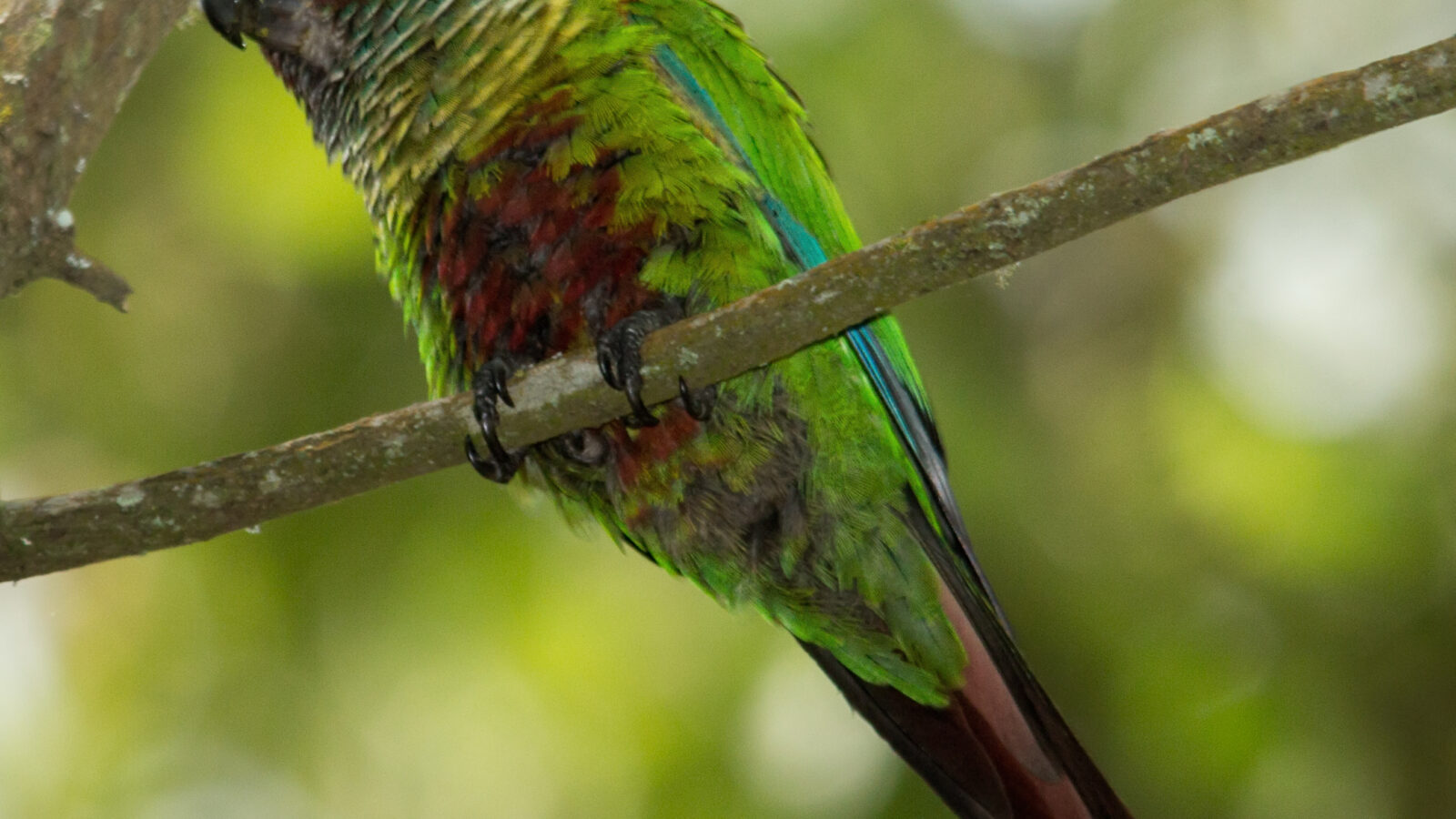 Venezuelan Parakeet
