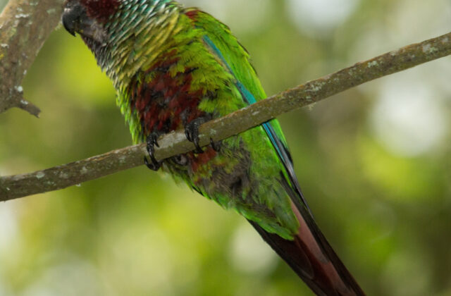 Venezuelan Parakeet