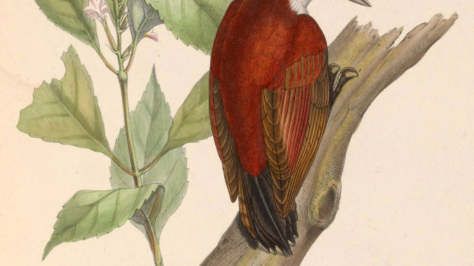 Scarlet-backed Woodpecker
