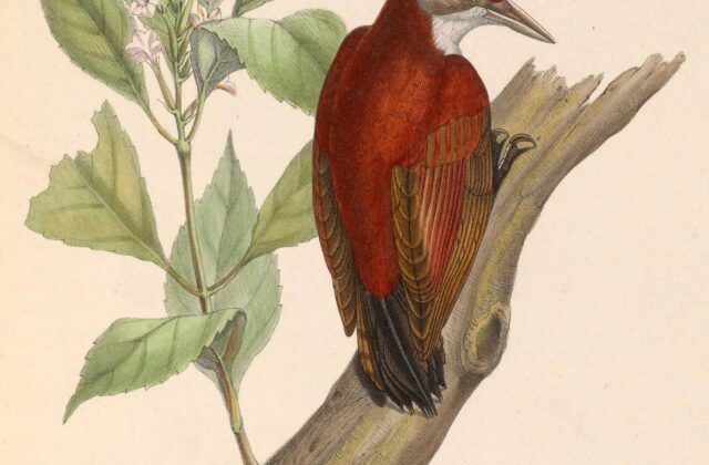 Scarlet-backed Woodpecker