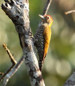 Golden-collared Woodpecker