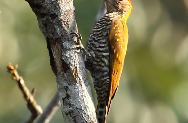 Golden-collared Woodpecker