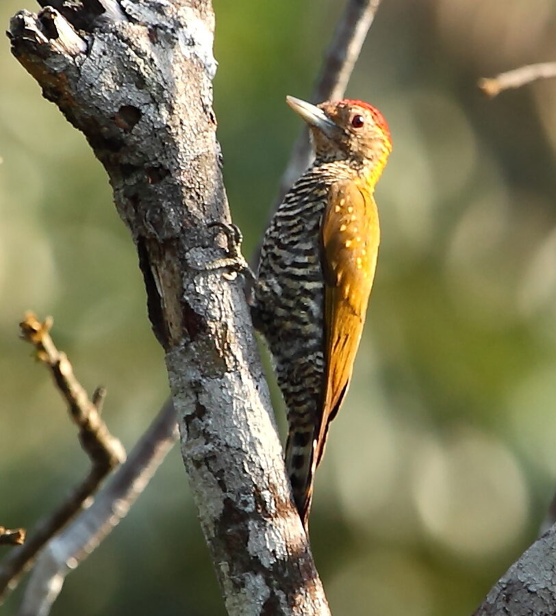 Golden-collared Woodpecker