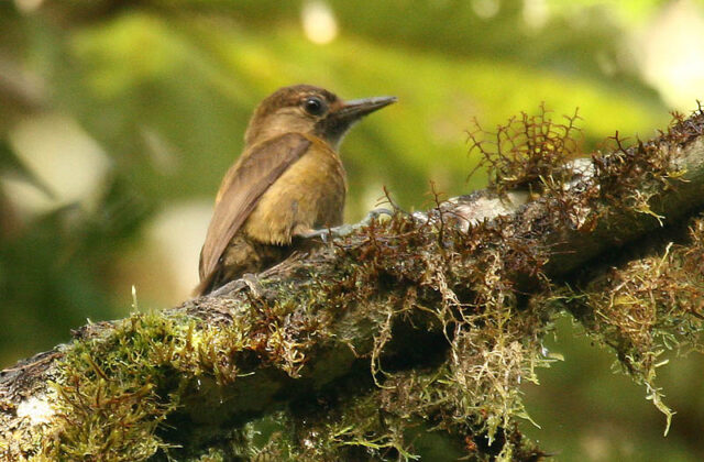 Smoky-brown Woodpecker