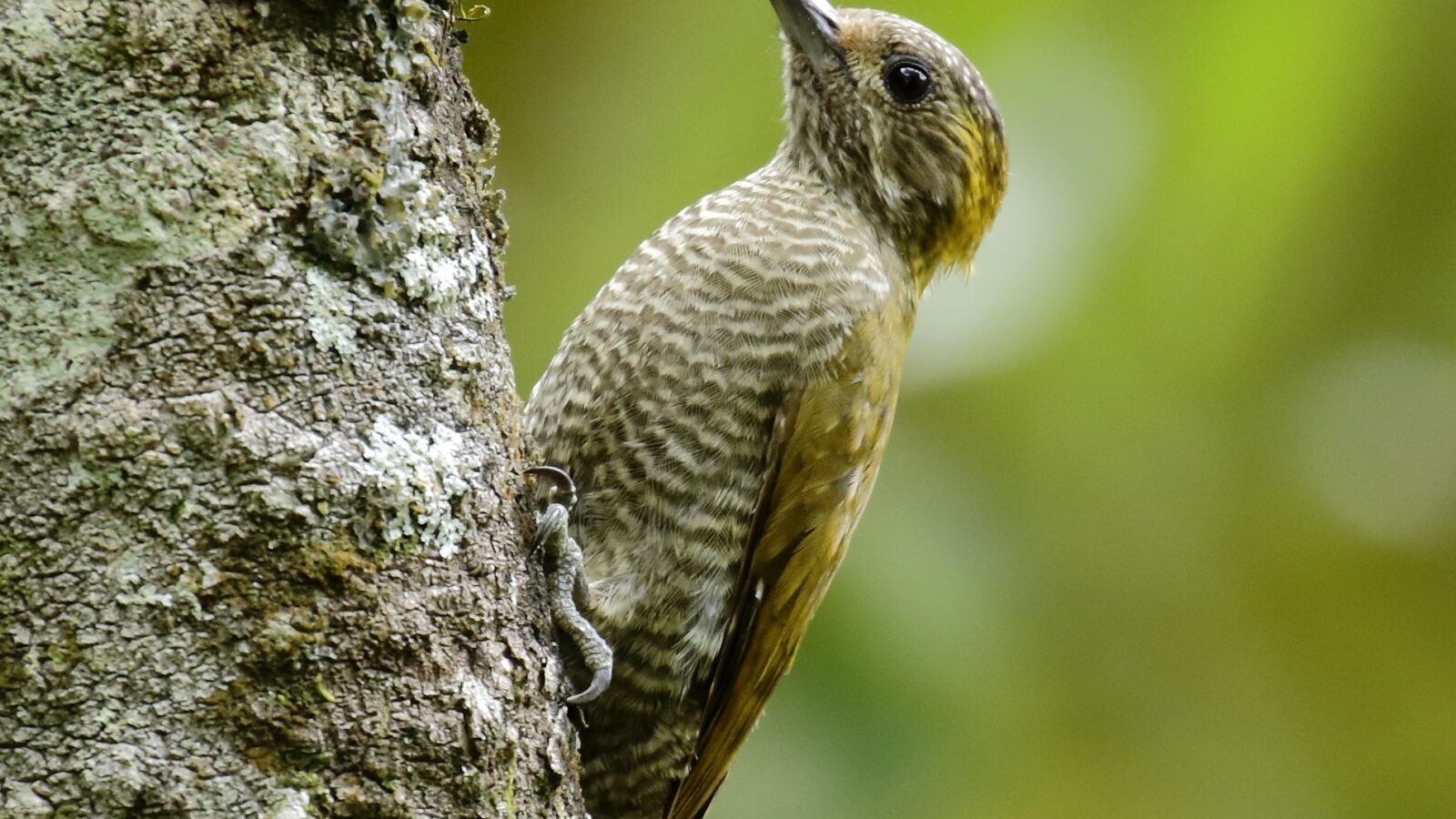Yellow-eared Woodpecker
