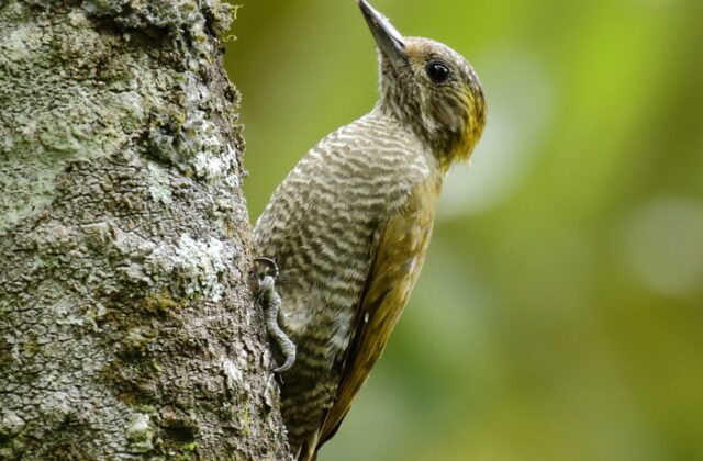 Yellow-eared Woodpecker