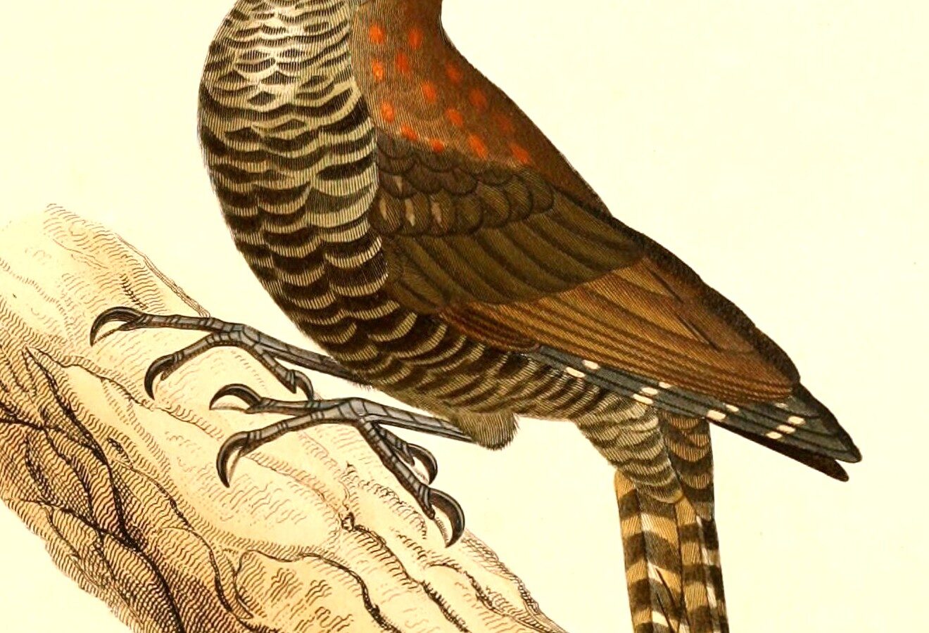 Bar-bellied Woodpecker