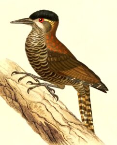 Bar-bellied Woodpecker