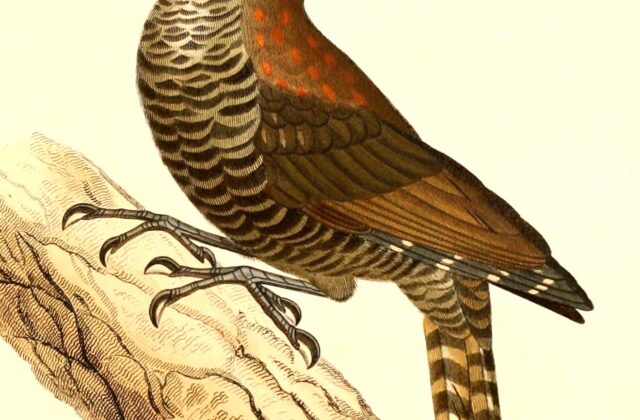 Bar-bellied Woodpecker