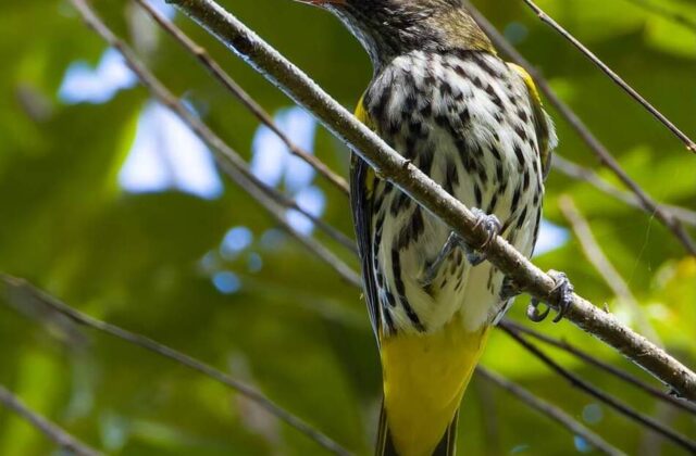 Ventriloquial Oriole