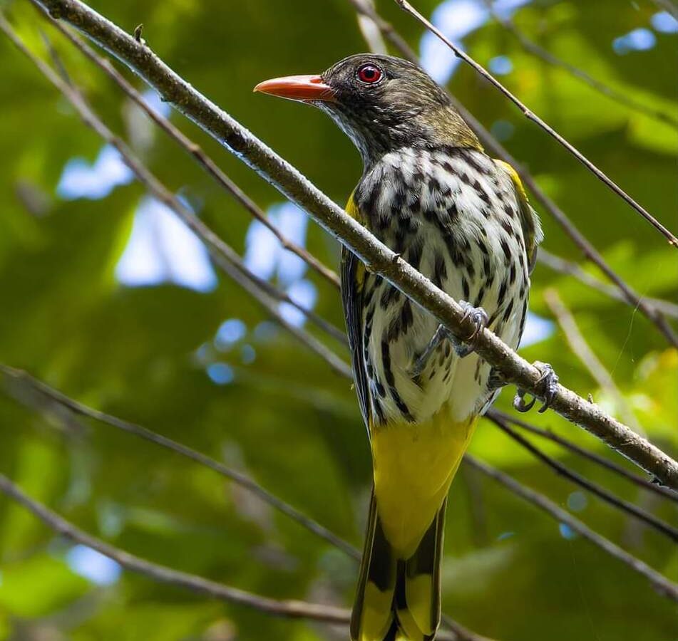 Ventriloquial Oriole