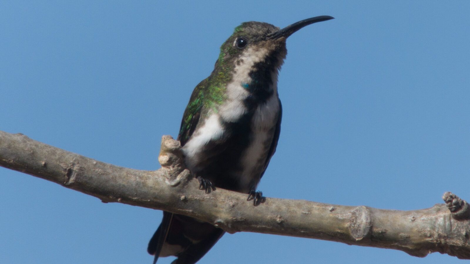Veraguan Mango