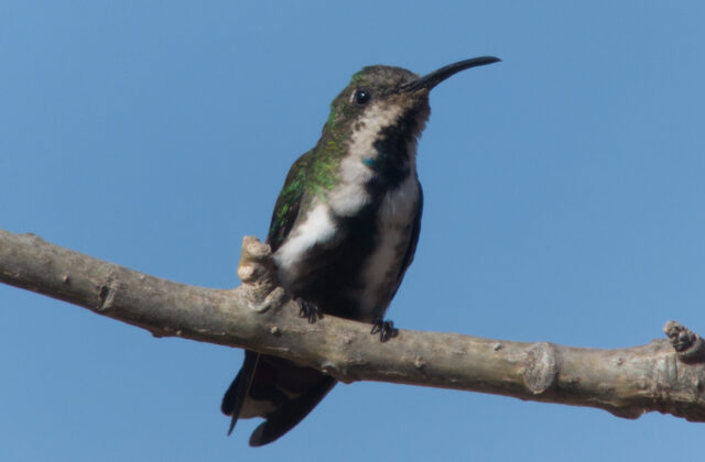 Veraguan Mango