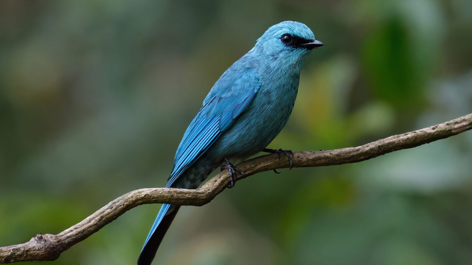 Verditer Flycatcher