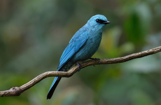 Verditer Flycatcher