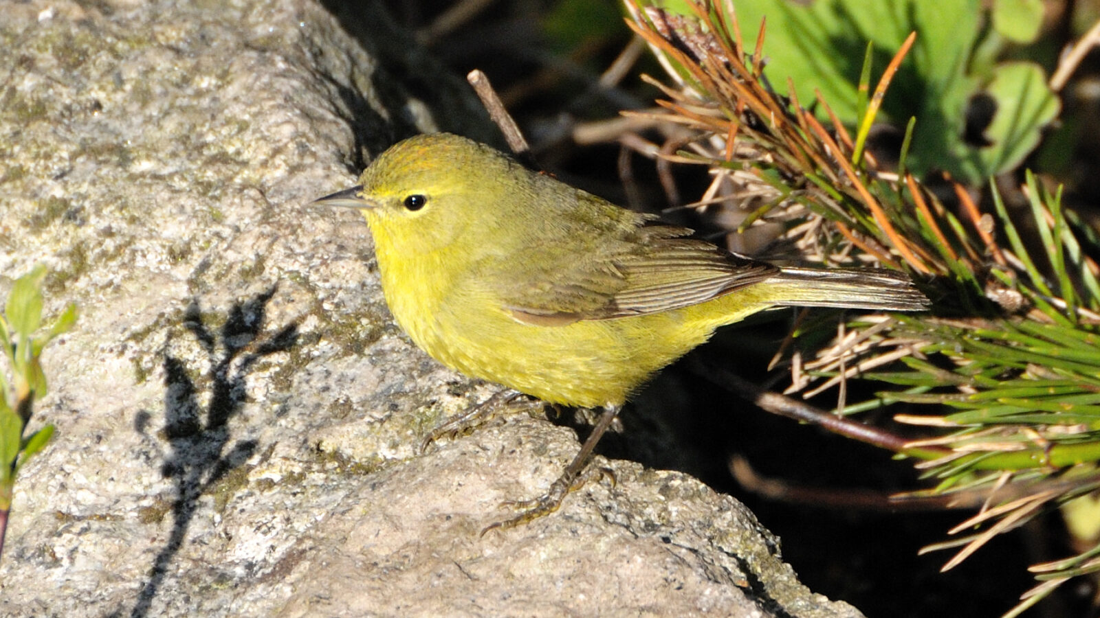 Orange-crowned Warbler