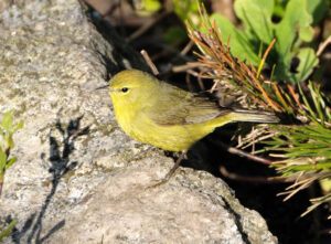 Orange-crowned Warbler