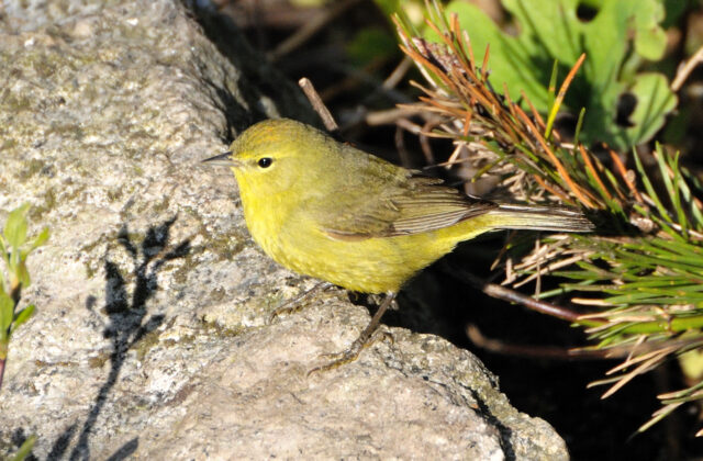 Orange-crowned Warbler