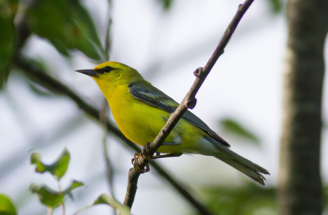 Blue-winged Warbler