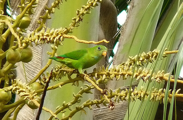 Vernal Hanging Parrot