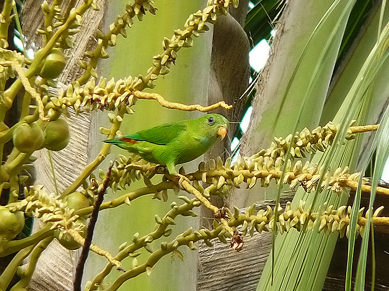 Vernal Hanging Parrot