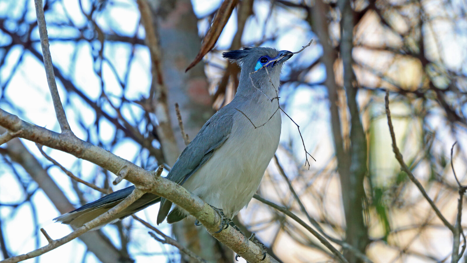 Verreaux’s Coua