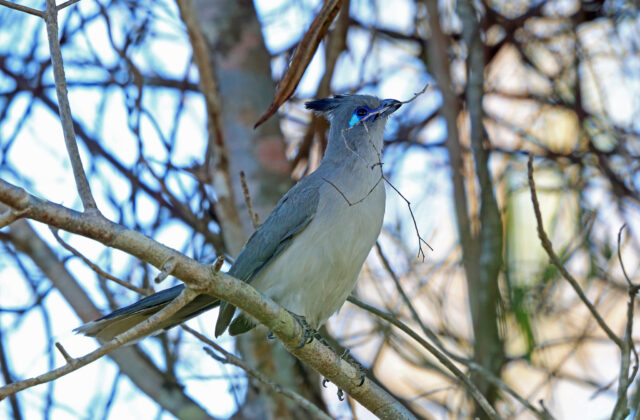 Verreaux’s Coua