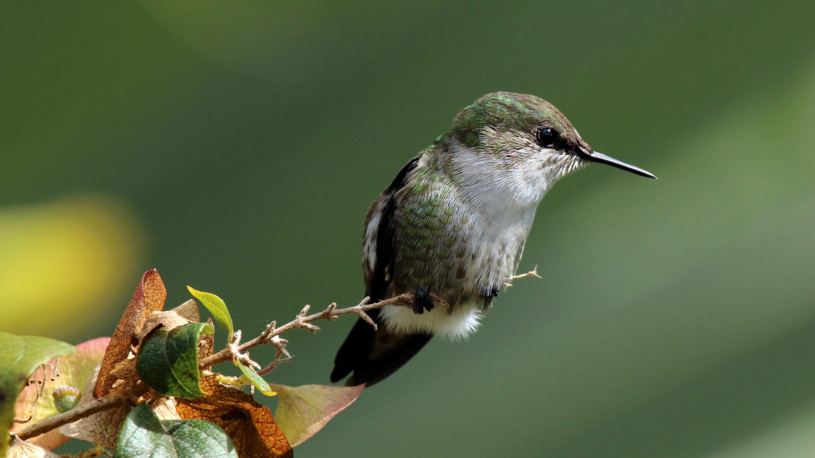 Vervain Hummingbird