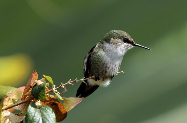 Vervain Hummingbird