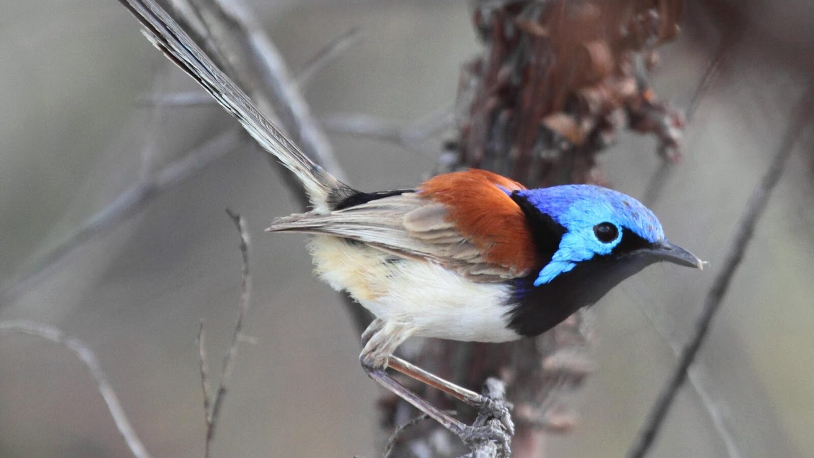 Purple-backed Fairywren