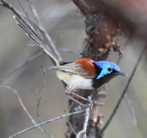 Purple-backed Fairywren