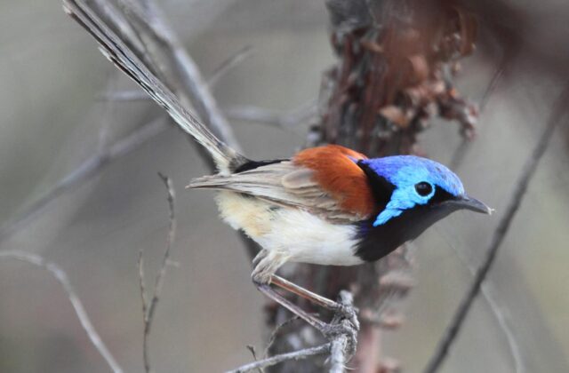 Purple-backed Fairywren