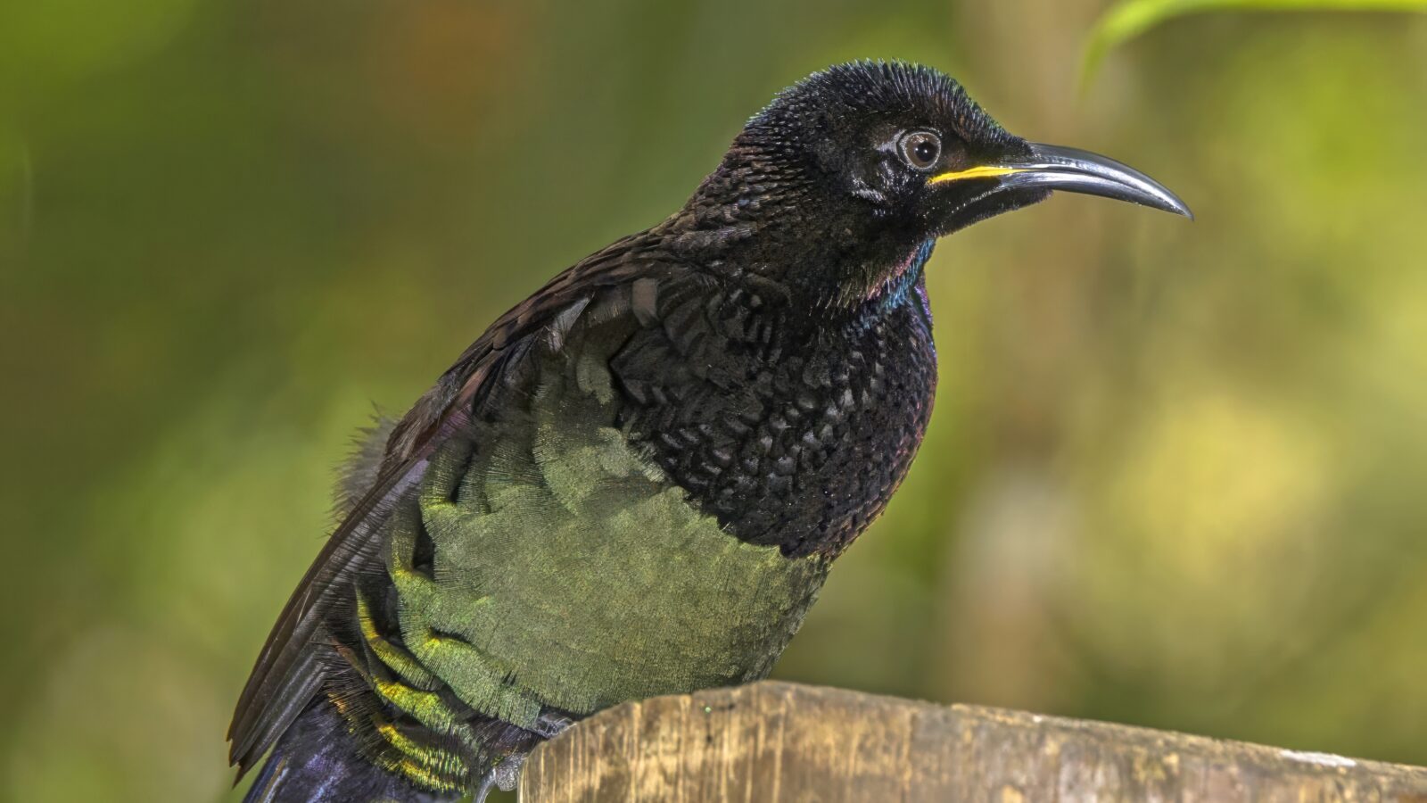 Victoria’s Riflebird