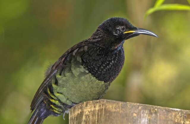 Victoria’s Riflebird