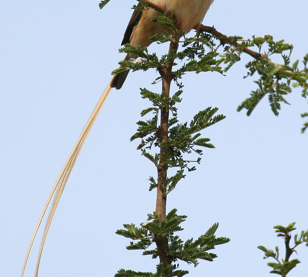 Straw-tailed Whydah