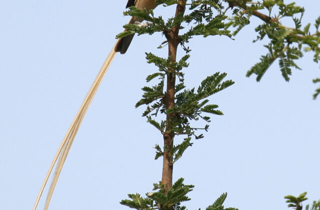 Straw-tailed Whydah