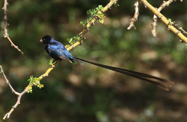 Steel-blue Whydah