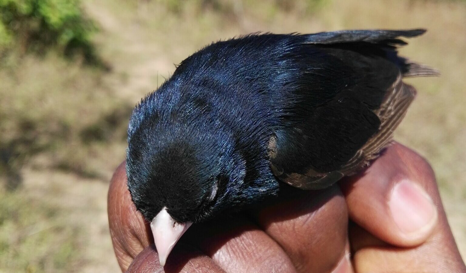 Jos Plateau Indigobird