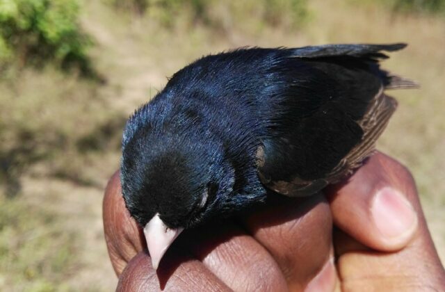 Jos Plateau Indigobird