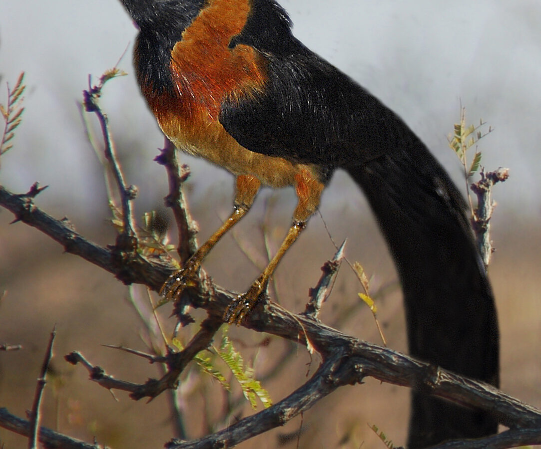 Sahel Paradise Whydah