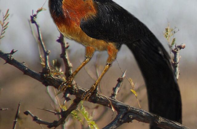 Sahel Paradise Whydah