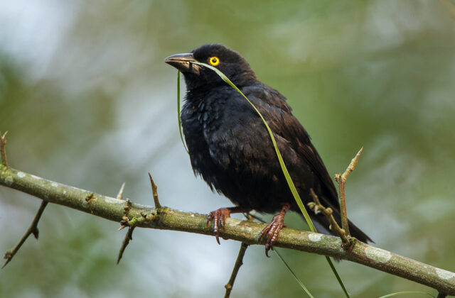 Vieillot’s Black Weaver