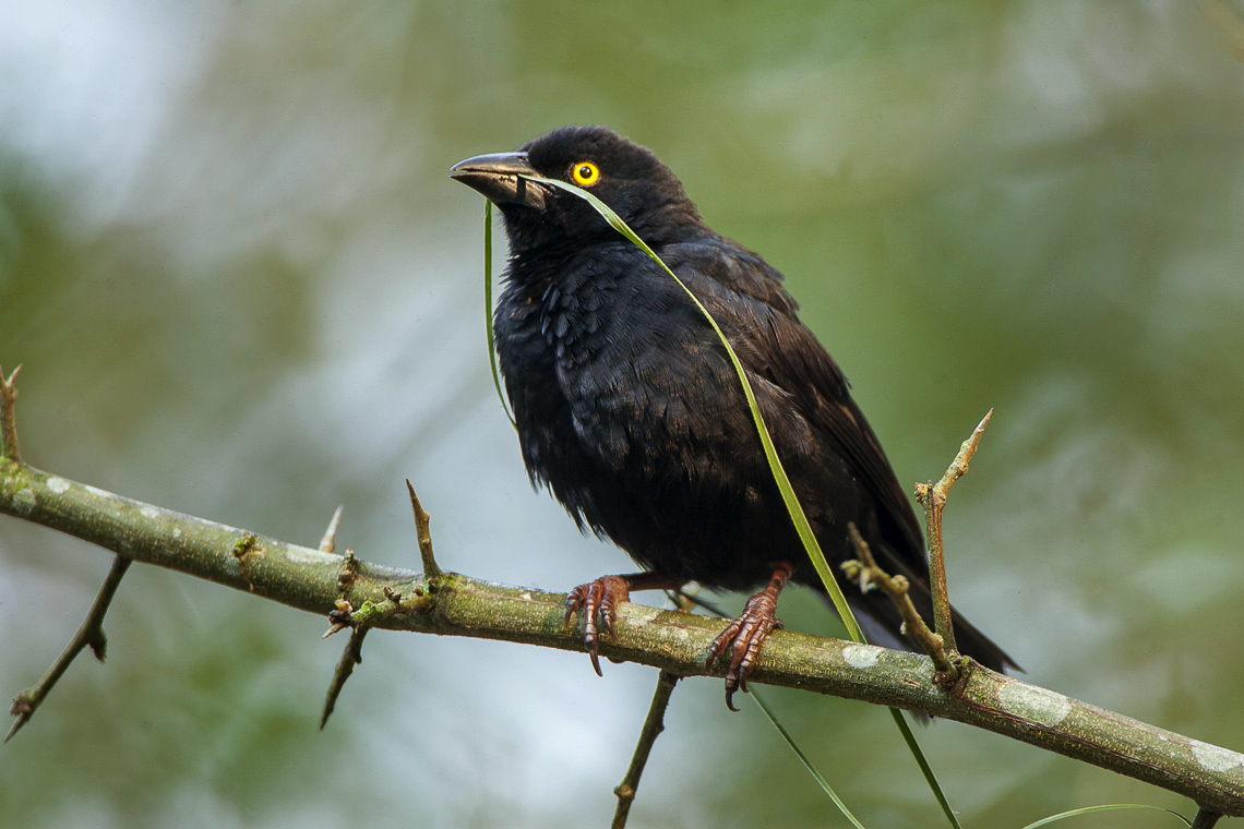 Vieillot’s Black Weaver
