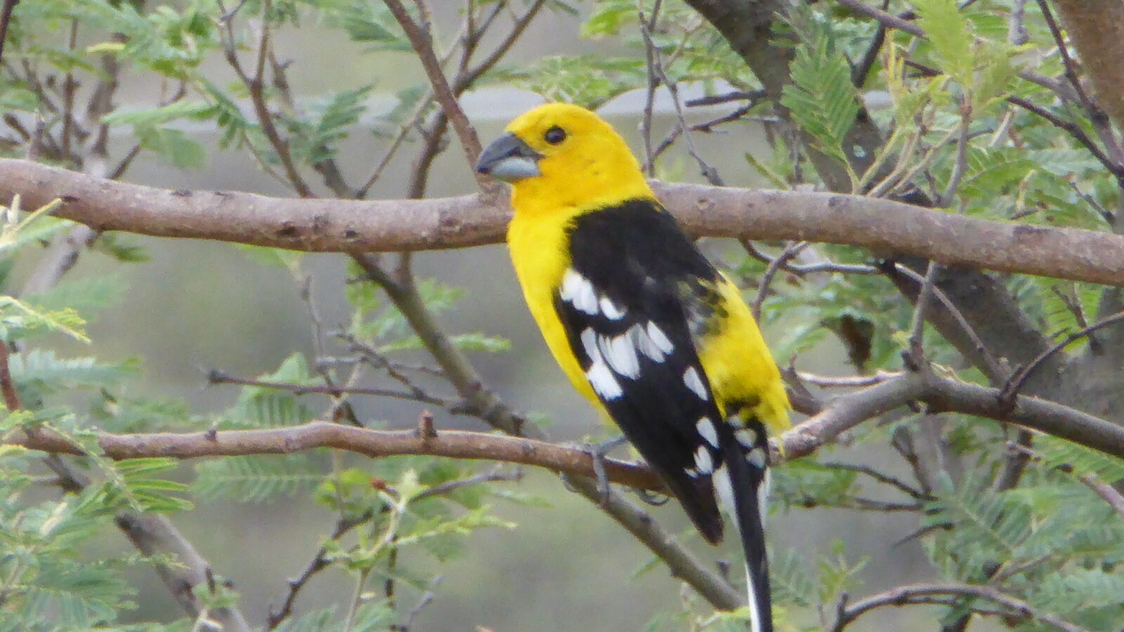 Golden Grosbeak