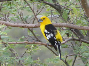 Golden Grosbeak
