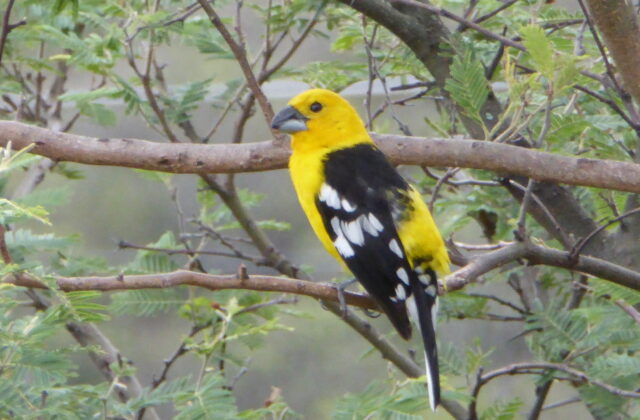 Golden Grosbeak