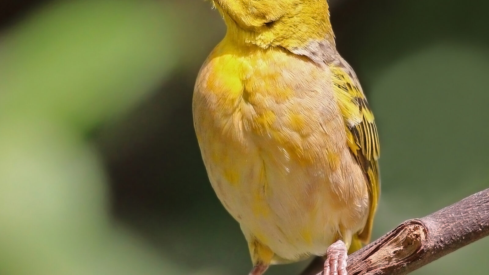 Village Weaver