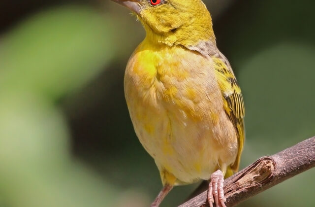 Village Weaver